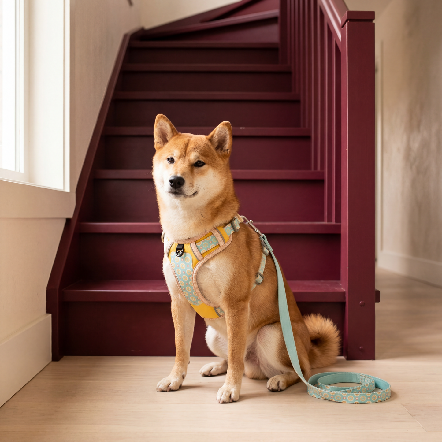 Everyday Comfort Harness — Lightweight, Secure Support for Walks, Outings & Everyday Life