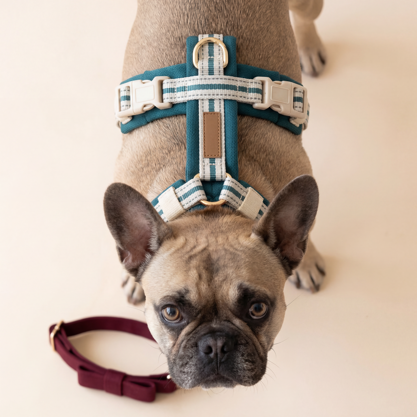 Everyday Comfort Harness — Lightweight Support for Walks, Outings & Daily Adventures