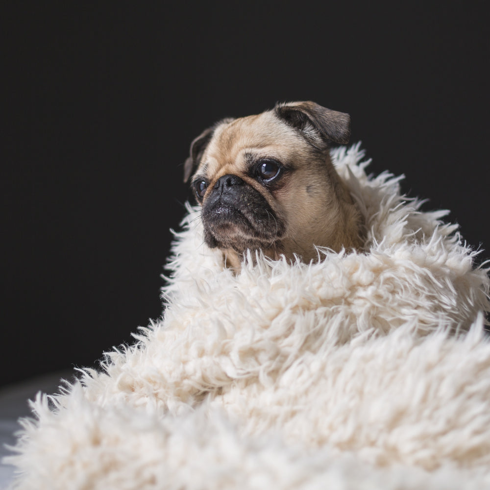 Comfort Beyond Compare
