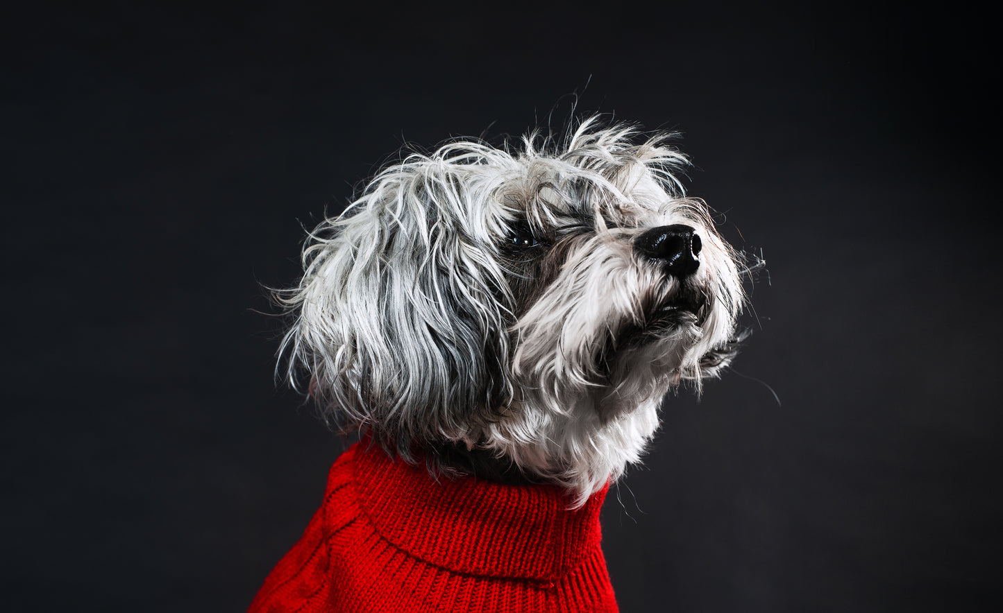 Designed for Pets, Inspired by Love